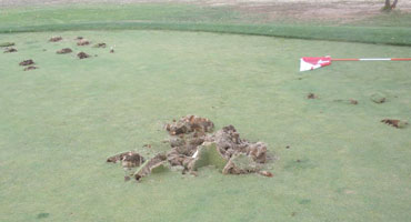 Un acto vandálico destroza el campo de golf de Béjar