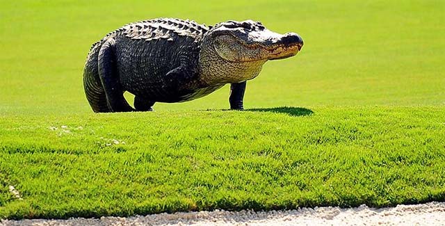 Animales salvajes en el campo de golf