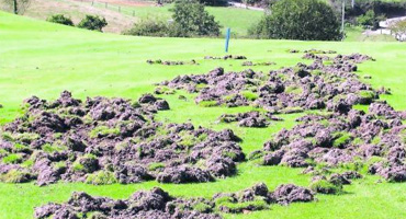 Los jabalíes, los amos del campo de golf